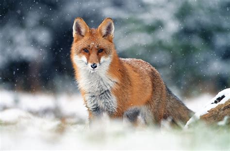 winter fox top quality wallpapers