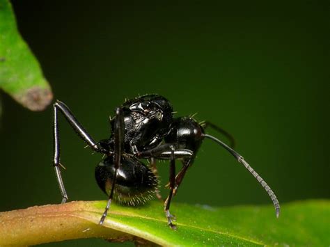 yoga ant   disturb  nest   ant theyll  flickr