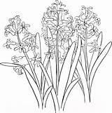 Colorat Zambila Imagini Hyacinth sketch template
