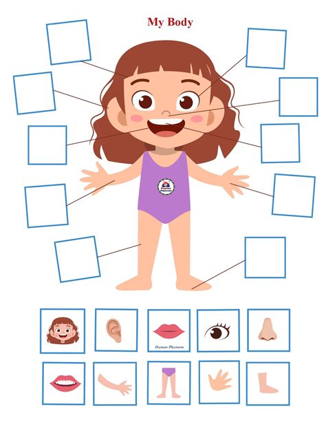body worksheets  kids images   finder