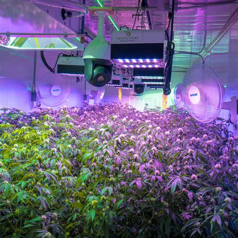 building   cannabis grow room marijuana container farming