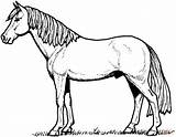 Coloring Pages Horse Realistic Printable Horses Popular sketch template