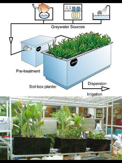 greywater reed bed grey water recycling off the grid