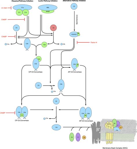 simplified schematic   human complement system  complement  scientific diagram