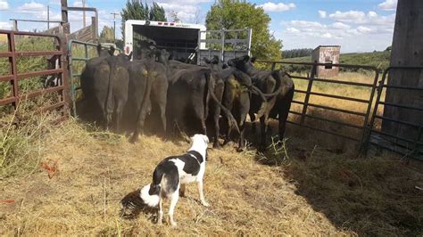 loading cattle  trailer  satus brute youtube