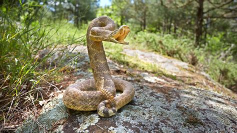 identify venomous snakes