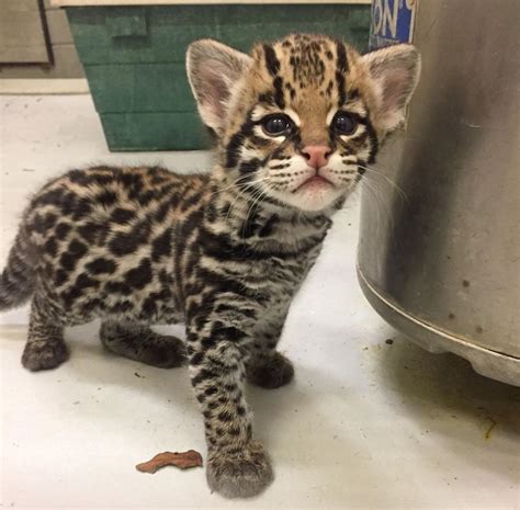 ocelot kitten born  buffalo zoo local news