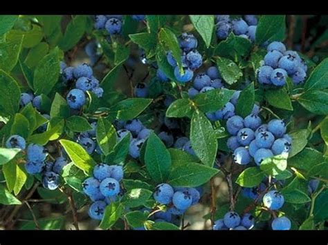 grow blueberries youtube