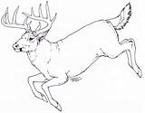Deer Drawing Simple Head Drawings Whitetail Antlers Down Anatomy Sketch Hunting Animals Wildlife Animal Lying Elk Getdrawings Sketches Moose Searchlock sketch template