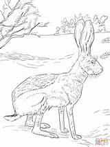 Antelope Jackrabbit Hares Tailed Mammals Designlooter sketch template