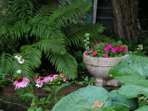 shade plants gardenshop