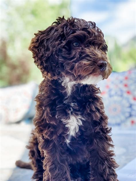 What Is The Average Size Of A Cockapoo The Doodle Guide