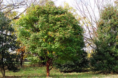 trees  love paperbark maple shade tree farm