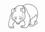 Panda Coloring Pages Bear Giant Adult Printable Drawing Animals Kids Line Print Printables Coloringbay Getdrawings sketch template
