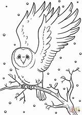 Winter Coloring Owl Pages Snowy Printable Animals Bird Drawing Nocturnal sketch template