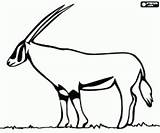 Gacela Gazelle Ceylan Gemsbok Mehrere Tiere Colorearjunior Imprimir Ausmalbilder sketch template