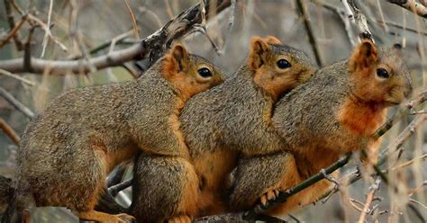 three bright eyed and bushy tailed squirrels seen cuddling