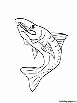 Trout Coloring Brook Rainbow Pages Drawing Getdrawings Getcolorings Color sketch template