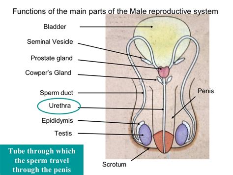 male reproductive structures of a cat sex nude celeb