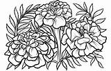 Marigold Tegninger Morgenfrue Marigolds Supercoloring Colouring Tattoo Blomster Botanical Kategorier sketch template