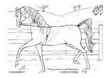Dressur Malvorlage Wally Dressuur Pferd Paard sketch template