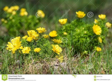 adonis yellow flowers spring grass stock photo image  decoration pattern