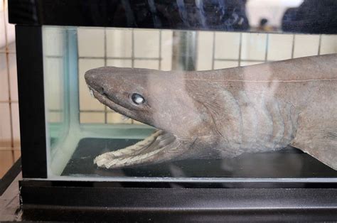 frilled shark fish facts chlamydoselachus anguineus   animals