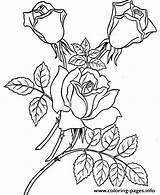 Coloring Rose Realistic Printable Pages Red Drawing Print Color Book Getdrawings sketch template
