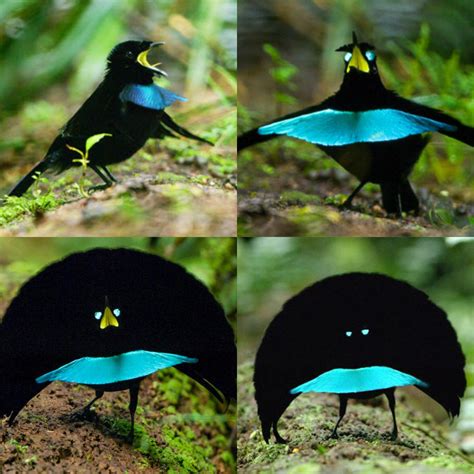 vogelkop superb bird  paradise rnatureisfuckinglit