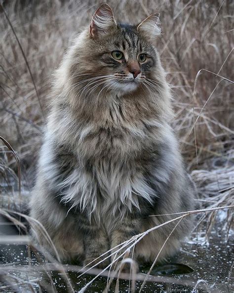 30 pics of finnish cats living their best winter life norwegian forest cat forest cat cats