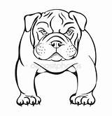 Pitbull Bulldog English Angry Face Drawing Getdrawings Template Coloring sketch template