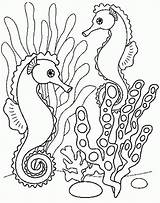 Coloring Pages Print Seahorse Library Colorear Mar Caballito Seahorses sketch template