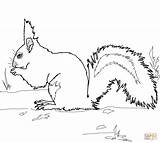 Squirrel Coloring Pages Red Squirrels Gray Printable Grey Print sketch template