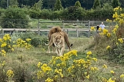 yorkshire wildlife park    pp attractions