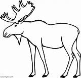 Moose Coloringall sketch template