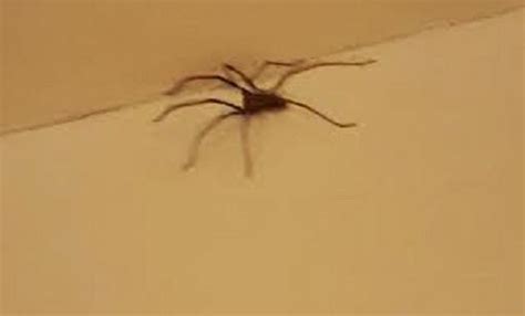 millions of these giant spiders to invade britain s homes