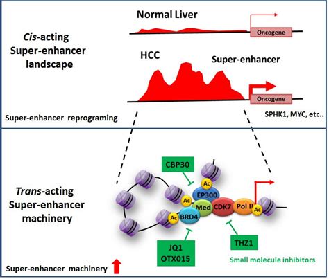 super enhancer landscape  liver cancer