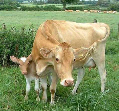 guernsey  jersey cows produce  milk delishably