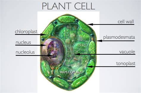 plant cell  russell kightley media
