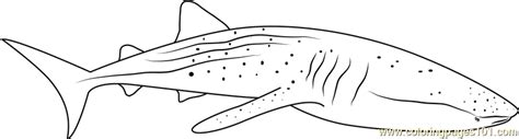 whale shark diver coloring page  whale coloring pages