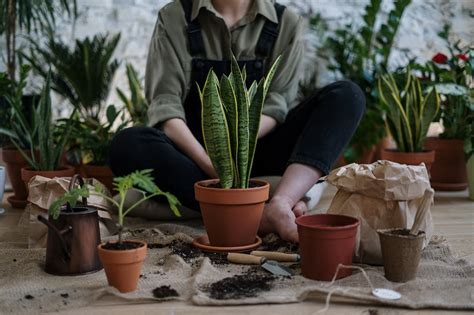 10 Cursos Online Gratis De Jardinería Que Puedes Comenzar Ahora