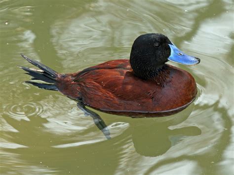 el pene del pato argentino ciencia y educación taringa