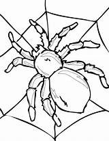 Coloring Tarantula Spider Web His Netart sketch template
