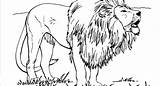 Lion Realistic Coloring Pages Drawing Getdrawings Draw sketch template