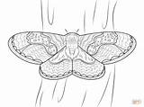 Moth Coloring Pages Printable Leaf Drawing Ant Cutter sketch template