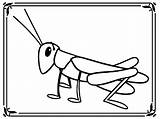 Grasshopper Coloring Pages Drawing Cricket Insect Cartoon Kids Sheets Template Clipartmag Library Clipart Popular Realistic sketch template