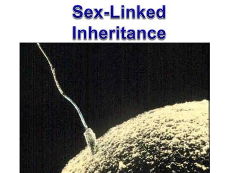 ppt sex linked inheritance powerpoint presentation free download