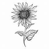 Sunflower Drawing sketch template