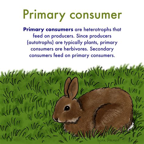primary consumer definition role expii