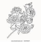 Camellia Coloring Designlooter Backgrounds Flower Illustration Vector Drawing Hand Collection Set sketch template